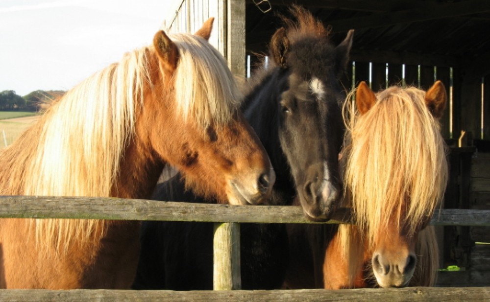 Connegar Farm