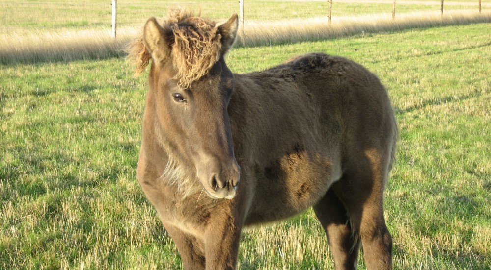 Connegar Farm